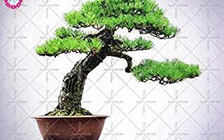 COMPRAR SEMILLAS DE PINO NEGRO JAPONÉS