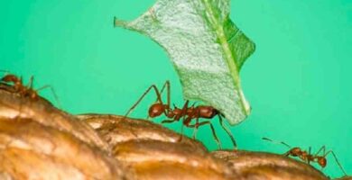 como eliminar las hormigas
