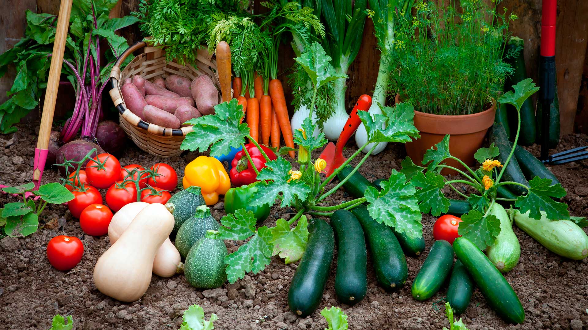 ¿Qué sembrar en Octubre en el hemisferio Sur? Plantas y Jardines ¿Qué sembrar en Octubre en el hemisferio Sur? Plantas y Jardines
