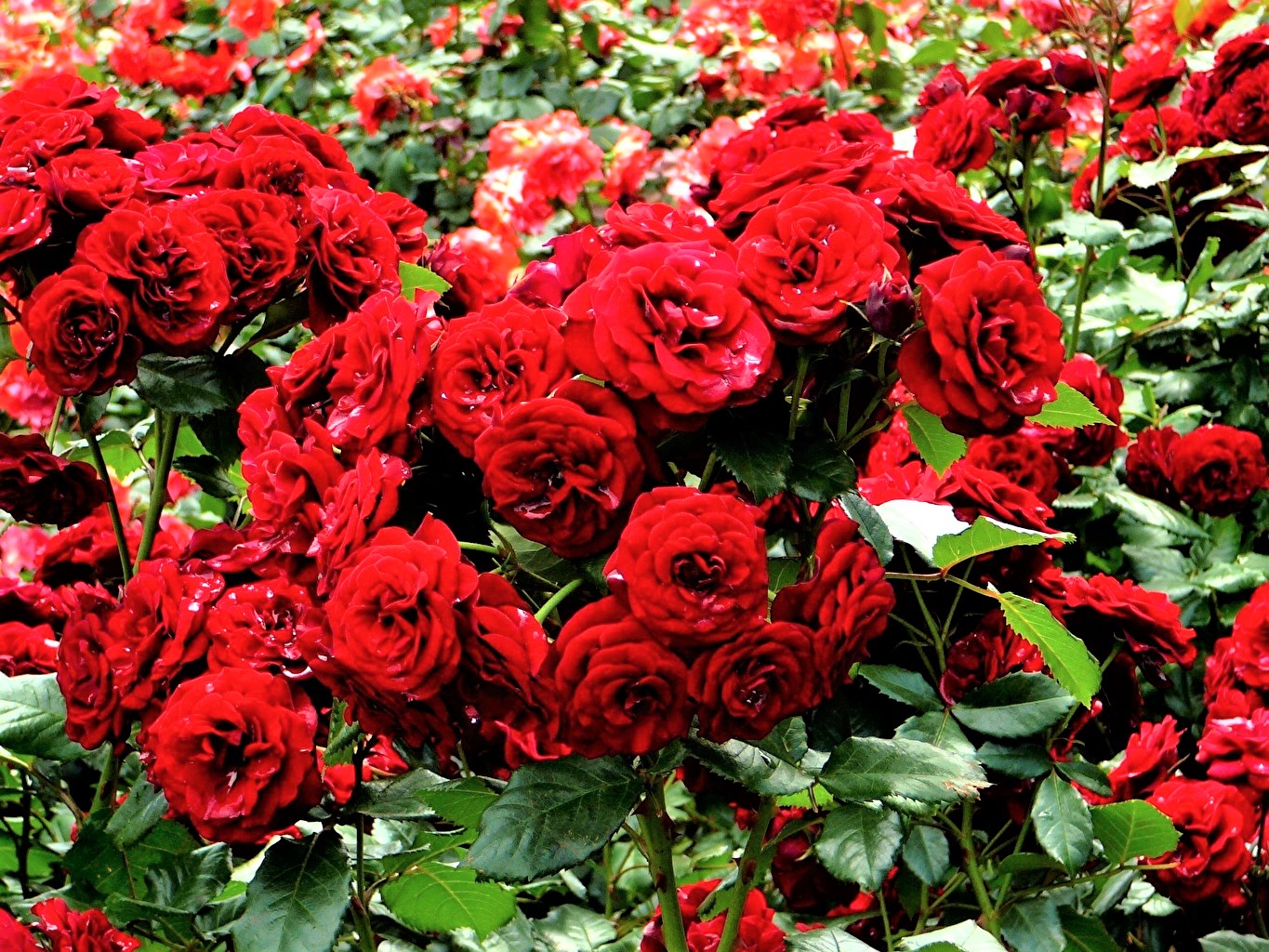Rosas Rosas – Plantas y Jardines