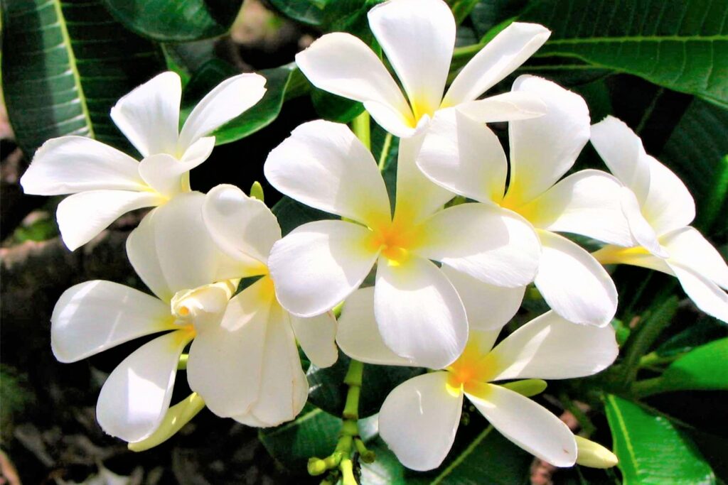 Flores blancas – Plantas y Jardines
