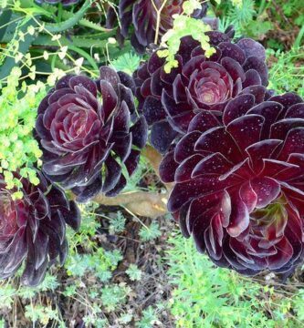 suculenta rosa negra