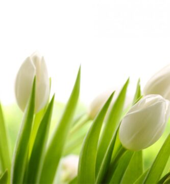 flores blancas tulipanes blancos