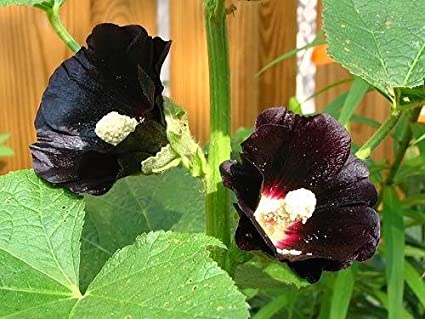 Flores negras – Plantas y Jardines