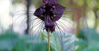 variedades de tacca chantrieri