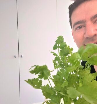 cilantro plantas y jardines