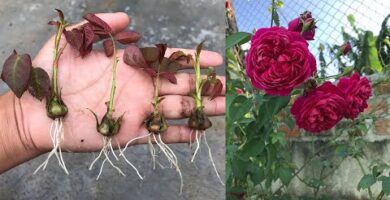 reproducción de rosas