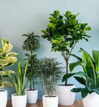 plantas que purifican el aire del hogar