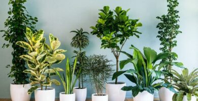 plantas que purifican el aire del hogar