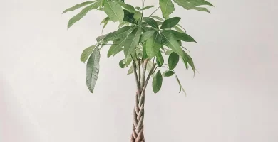planta pachira