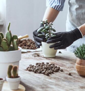 trasplantar cactus